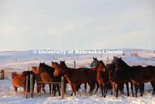 New years blizzard. Horses and livestock on the Diamond Bar Ranch north of Stapleton, NE, in the Neb