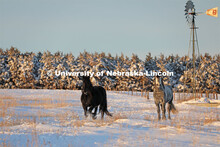 New years blizzard. Horses and livestock on the Diamond Bar Ranch north of Stapleton, NE, in the Neb