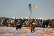 New years blizzard. Horses and livestock on the Diamond Bar Ranch north of Stapleton, NE, in the Neb