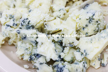 Mold growing on cheese. Heather Hallen-Adams teaches FDST 492 - Special Topics in Food Science and T