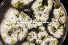 Mold, as seen through a microscope, grows in a petri dish in the food science lab. Heather Hallen-Ad