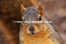 Squirrels on city campus. January 17, 2023. 