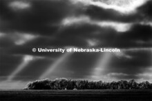 Ice in trees north of Panama, Nebraska, are highlighted by the late afternoon sun peaking through th