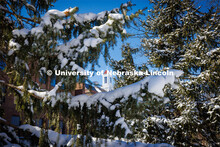 Love Library’s cupola is framed by snow laden evergreen branches. A snowy Friday on city campus. F