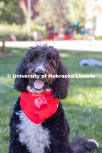 DogFest is a free event held on city campus that is organized by the university’s Canine Cognition