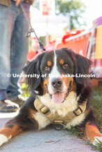 DogFest is a free event held on city campus that is organized by the university’s Canine Cognition