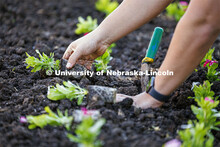 Landscape Service employees plant vincas outside of the Van Brunt Visitors Center on City Campus. La