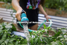 Cindy Lopez, rising junior and Early College and Career STEM focus program student, waters a raised 