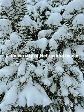 Close up of a pine tree covered in snow. Snow on City Campus. January 8, 2024. Taylor DeMaro / Unive