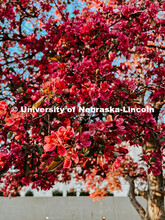 Flowering spring trees bloom on City Campus. May 1, 2024. Taylor DeMaro / University Communication.