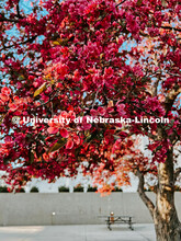 Flowering spring trees bloom on City Campus. May 1, 2024. Taylor DeMaro / University Communication.
