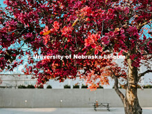 Flowering spring trees bloom on City Campus. May 1, 2024. Taylor DeMaro / University Communication.