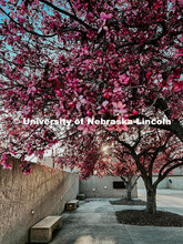Flowering spring trees bloom on City Campus. May 1, 2024. Taylor DeMaro / University Communication.