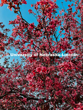 Flowering spring trees bloom on City Campus. May 1, 2024. Taylor DeMaro / University Communication.