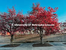 Flowering spring trees bloom on City Campus. May 1, 2024. Taylor DeMaro / University Communication.