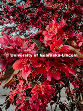 Flowering spring trees bloom on City Campus. May 1, 2024. Taylor DeMaro / University Communication.