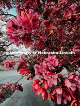 Flowering spring trees bloom on City Campus. May 1, 2024. Taylor DeMaro / University Communication.