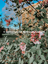 Flowering spring trees bloom on City Campus. May 1, 2024. Taylor DeMaro / University Communication.