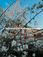 Flowering spring trees bloom on City Campus. May 1, 2024. Taylor DeMaro / University Communication.