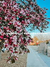 Flowering spring trees bloom on City Campus. May 1, 2024. Taylor DeMaro / University Communication.