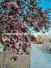 Flowering spring trees bloom on City Campus. May 1, 2024. Taylor DeMaro / University Communication.