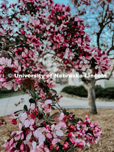 Flowering spring trees bloom on City Campus. May 1, 2024. Taylor DeMaro / University Communication.