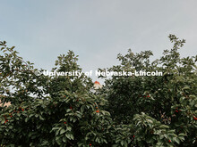 Trees frame the cupola of Love Library. Summer photos on City Campus. July 1, 2024. Taylor DeMaro / 