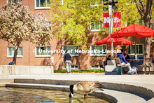 A Canadian goose takes a drink from the Broyhill Fountian on City Campus. April 15, 2025. 