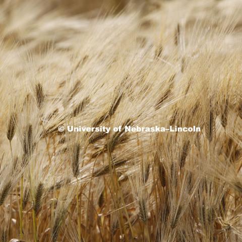 Wheat growing in University of Nebraska–Lincoln test plots in fields in northeast Lincoln, June 18, 2010. Photo by Craig Chandler / University Communications