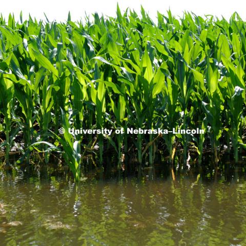 Flooded corn field west of Ashland, Nebraska.  Photo by Craig Chandler / University Communications
