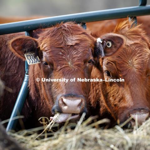 Cattle at Agricultural Research and Development Center in Mead, NE. April 7, 2017. Photo by Craig Chandler / University Communication.