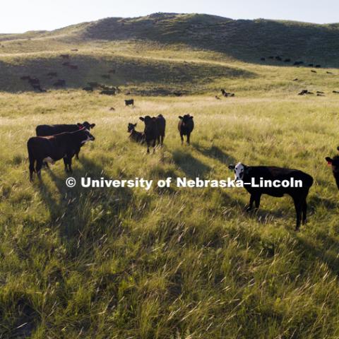 Sand hills and cattle between Tyron and Arthur, Nebraska. July 9, 2018. Photo by Craig Chandler / University Communication.