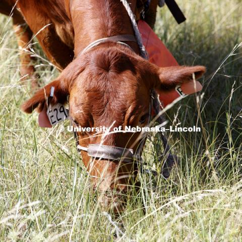 Cattle and the sand hills near Gudmundsen Ranch, Whitman, Nebraska. July 11, 2018. Photo by Craig Chandler / University Communication.