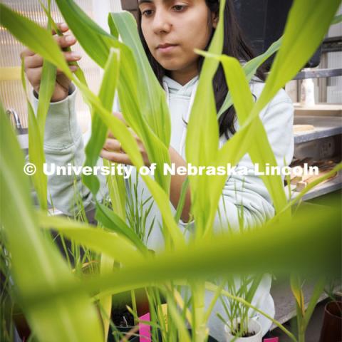 Graduate student Sofiya Arora looks over corn and wheat plants growing in an east campus greenhouse. The plants will be used to study mite viruses introduced onto the plants. Shaonpius Mondal, Assistant Professor of Entomology, is doing research into mite- and aphid-borne viruses that are causing major concern for producers of wheat and small grains. March 13, 2024. Photo by Craig Chandler / University Communication and Marketing.