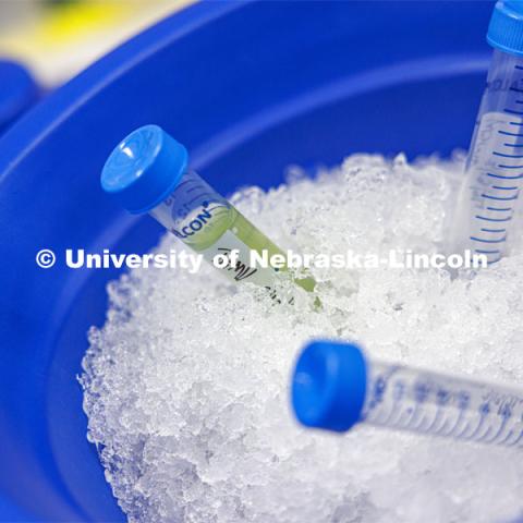Vials sit in a bucket of ice. Shaonpius Mondal, Assistant Professor of Entomology, is doing research into mite- and aphid-borne viruses that are causing major concern for producers of wheat and small grains. March 13, 2024. Photo by Craig Chandler / University Communication and Marketing.