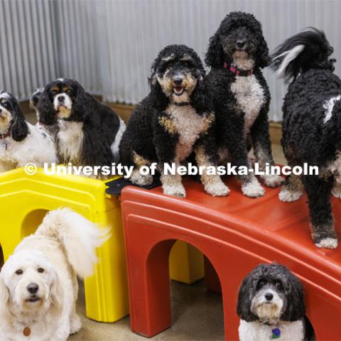 The dogs at Camp Bow Wow pose together for a photo. Jeffrey Stevens, Professor of Psychology, is working with the ManyDogs consortium, a world-wide group seeking to have larger data sets of canine information. Stevens is photographed at Camp Bow Wow surrounded by a bunch of dogs. March 14, 2024. Photo by Craig Chandler / University Communication and Marketing.